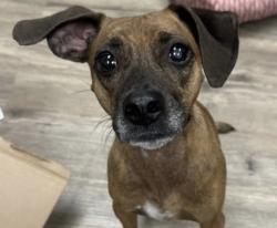 Lost Female Dog last seen Three rivers road , Gulfport, MS 39501