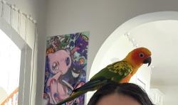 Lost Unknown Bird last seen Not sure, Marion Oaks, FL 34473