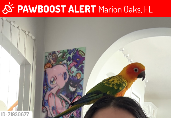 Lost Unknown Bird last seen Not sure, Marion Oaks, FL 34473
