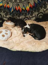 Lost Female Dog last seen Madison ave and Garfield/ hackberry, Carmichael, CA 95628