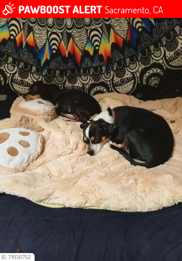 Lost Female Dog last seen Madison ave and Garfield/ hackberry, Carmichael, CA 95628