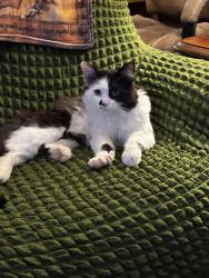 Lost Male Cat last seen Farm Supply Road, Laceys Spring, AL 35754