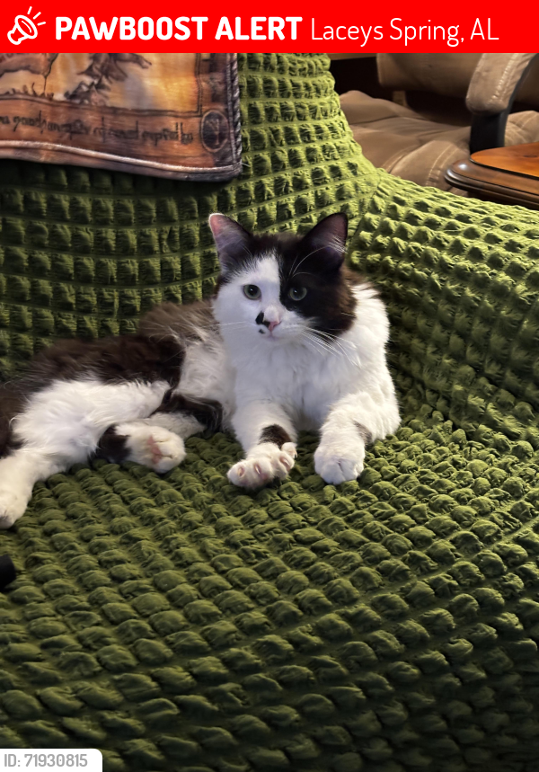 Lost Male Cat last seen Farm Supply Road, Laceys Spring, AL 35754
