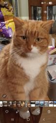 Lost Male Cat last seen Gators Bar and Grill Spring Hill, Spring Hill, FL 34607