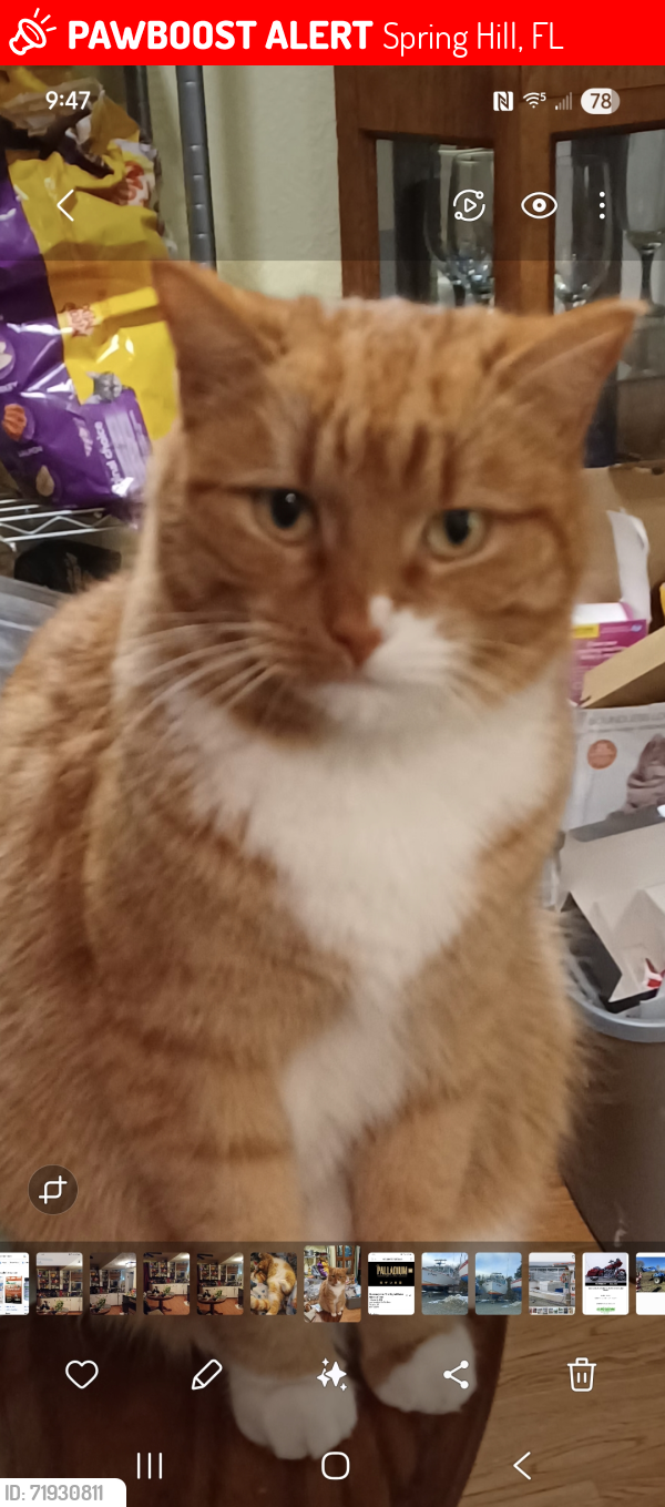 Lost Male Cat last seen Gators Bar and Grill Spring Hill, Spring Hill, FL 34607