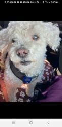 Lost Male Dog last seen Courtland Oaks & Wallmer, San Antonio, 78254, San Antonio, TX 78254