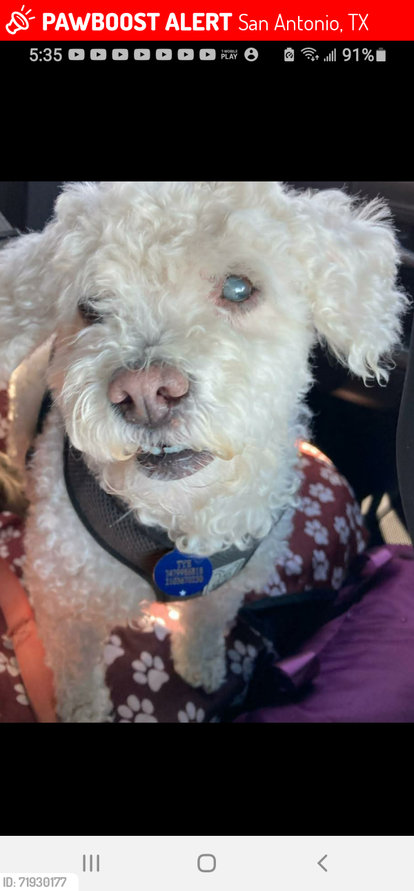 Lost Male Dog last seen Courtland Oaks & Wallmer, San Antonio, 78254, San Antonio, TX 78254