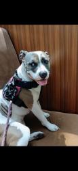 Lost Female Dog last seen Frontage Rd , Newark, NJ 07114