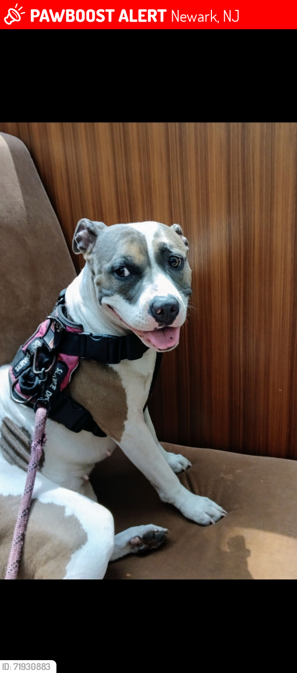 Lost Female Dog last seen Frontage Rd , Newark, NJ 07114