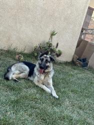 Lost Female Dog last seen Imperial hey, Lynwood, CA 90262