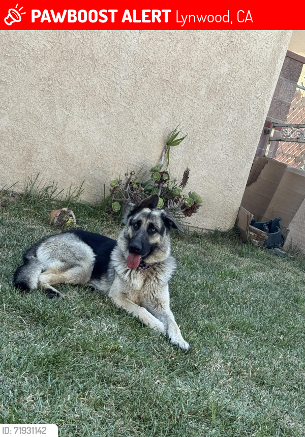 Lost Female Dog last seen Imperial hey, Lynwood, CA 90262