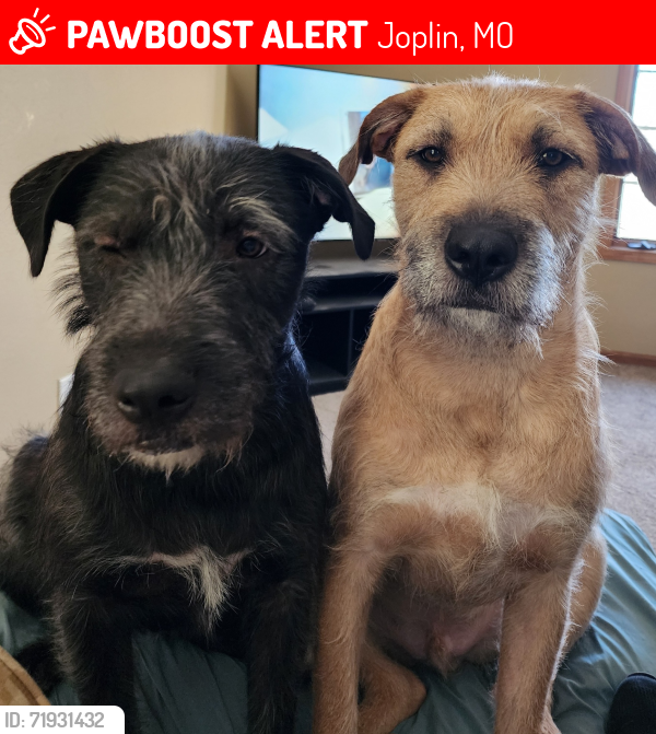 Lost Male Dog last seen 32nd an Iowa, Joplin, MO 64804