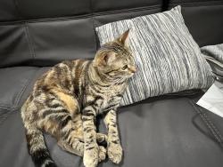 Lost Female Cat last seen Near, San Diego, CA 92131
