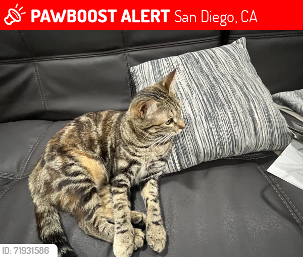 Lost Female Cat last seen Near, San Diego, CA 92131