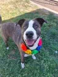 Lost Female Dog last seen Kansas ave. And Carpenter Rd. Modesto CA. Babygirl u are so missed. We love you too j, Modesto, CA 95351