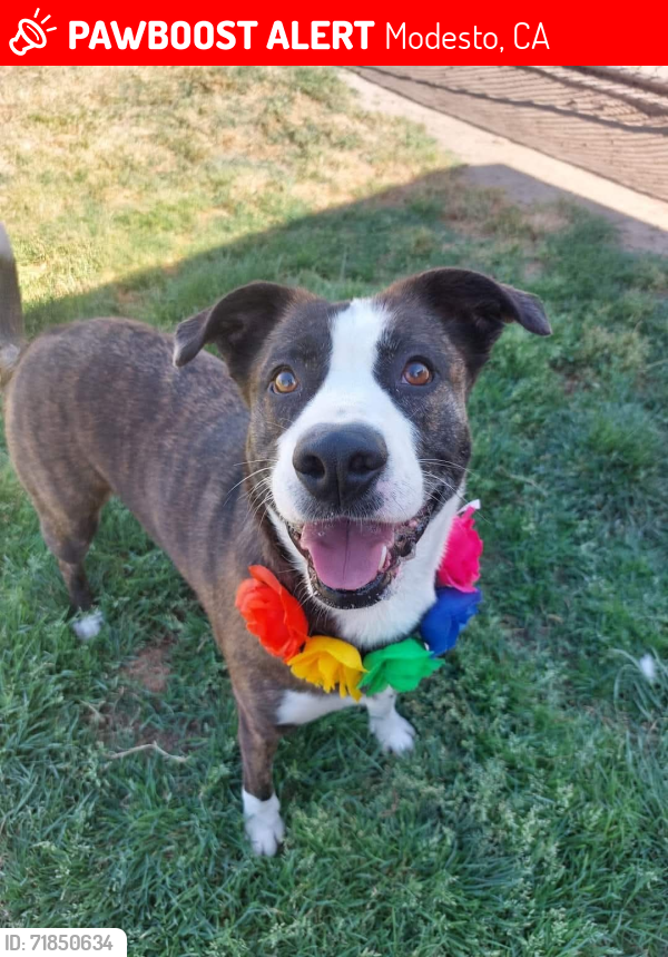 Lost Female Dog last seen Kansas ave. And Carpenter Rd. Modesto CA. Babygirl u are so missed. We love you too j, Modesto, CA 95351