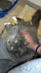 Reunited Female Cat last seen Rebecca and spring Westerville, Westerville, OH 43081