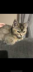 Lost Male Cat last seen Newton Heath library , Greater Manchester, England M40 2FP