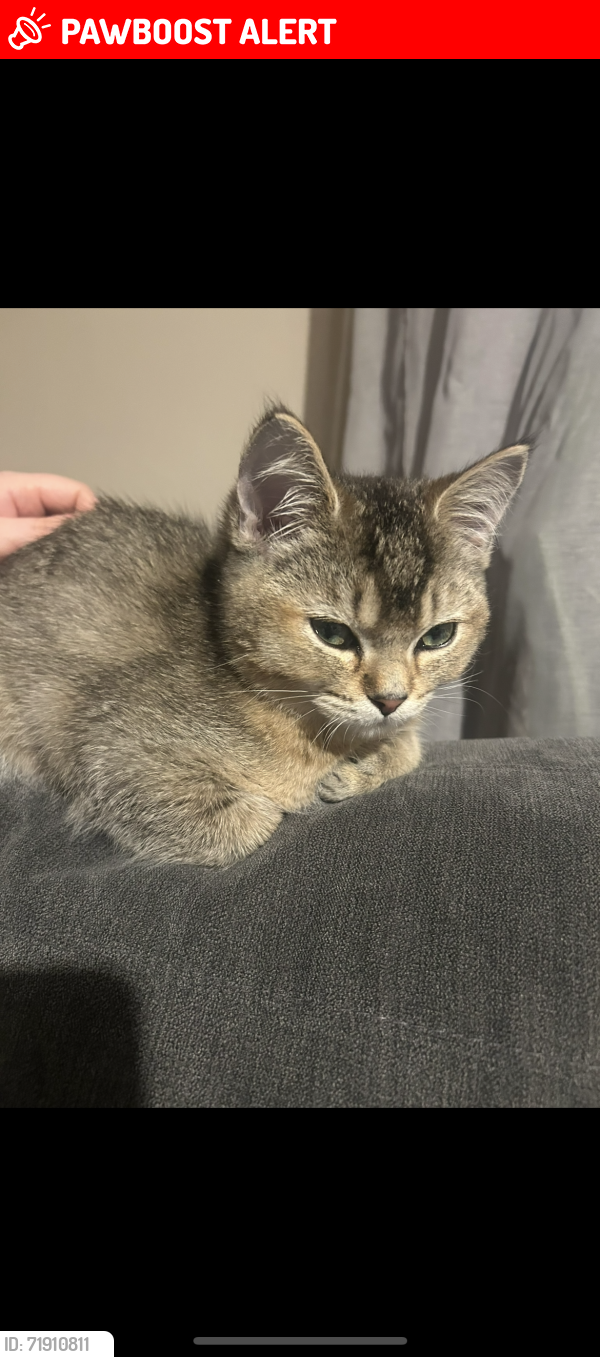 Lost Male Cat last seen Newton Heath library , Greater Manchester, England M40 2FP