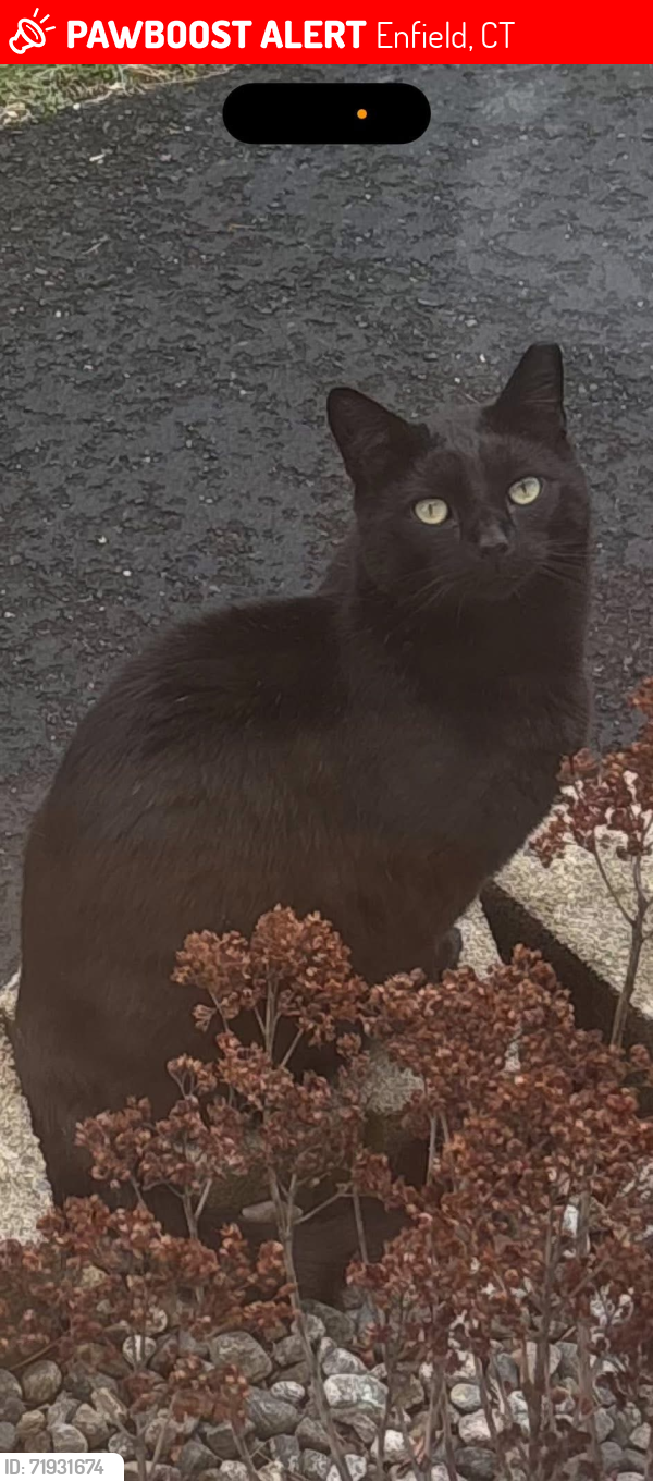 Lost Male Cat last seen Till St., Enfield, CT 06082