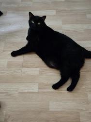 Lost Male Cat last seen Western Ave and S 7th, Watertown, WI 53094