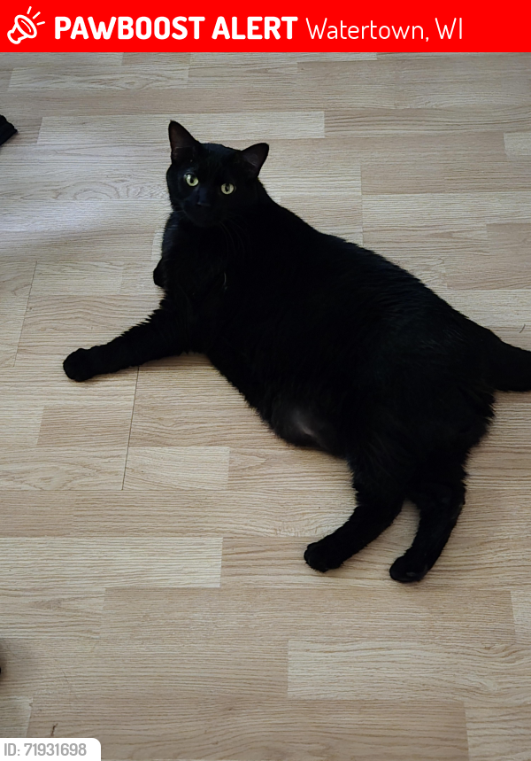 Lost Male Cat last seen Western Ave and S 7th, Watertown, WI 53094
