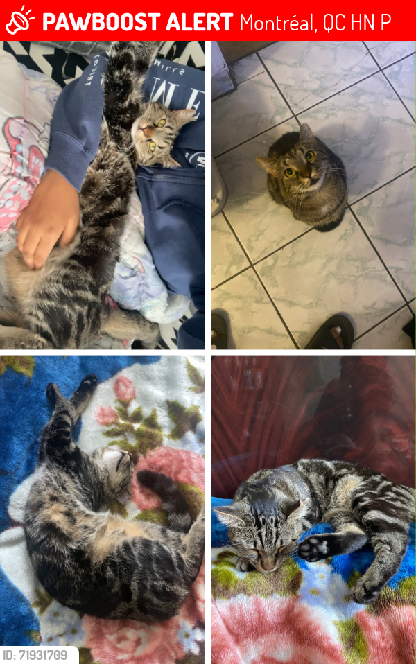 Lost Female Cat last seen Stuart and Jean Talon in Parc-Extension, Montréal, QC H3N 2P9