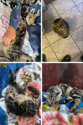 Lost Female Cat last seen Stuart and Jean Talon in Parc-Extension, Montréal, QC H3N 2P9