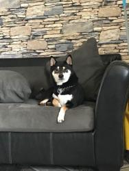 Reunited Male Dog last seen Bustelton and boulevard, Philadelphia, PA 19149