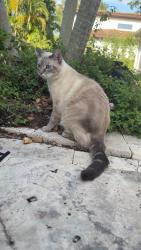 Lost Female Cat last seen Old moultrie, St. Augustine, FL 32086