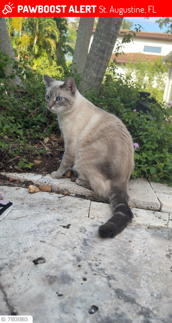 Lost Female Cat last seen Old moultrie, St. Augustine, FL 32086