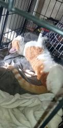 Lost Male Cat last seen Near goodwins mills rd, Alfred, ME 04002