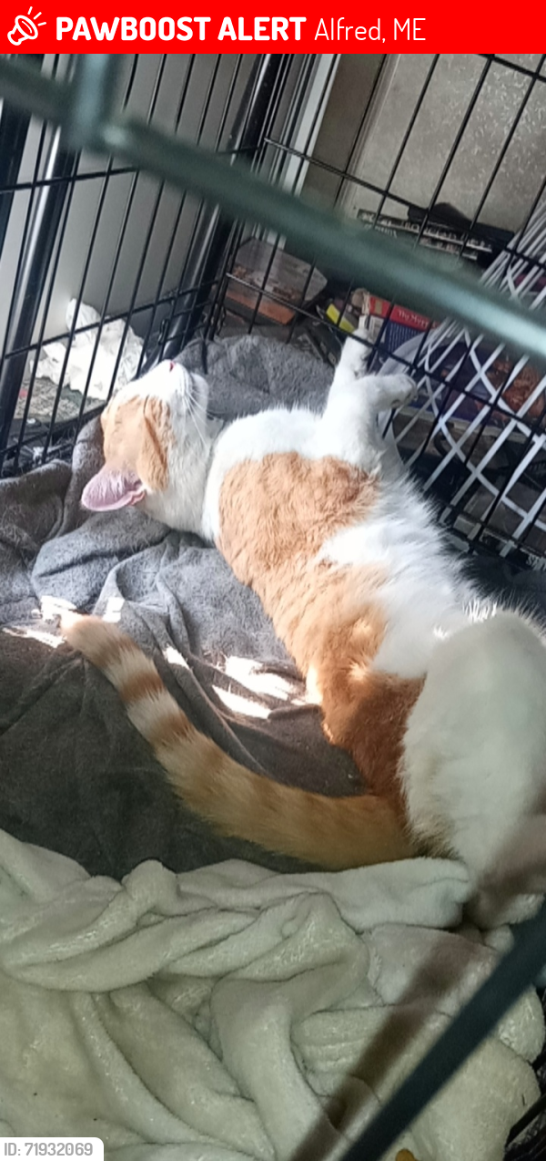Lost Male Cat last seen Near goodwins mills rd, Alfred, ME 04002