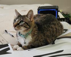 Lost Female Cat last seen Cole Rd & Amity, Boise, ID 83709