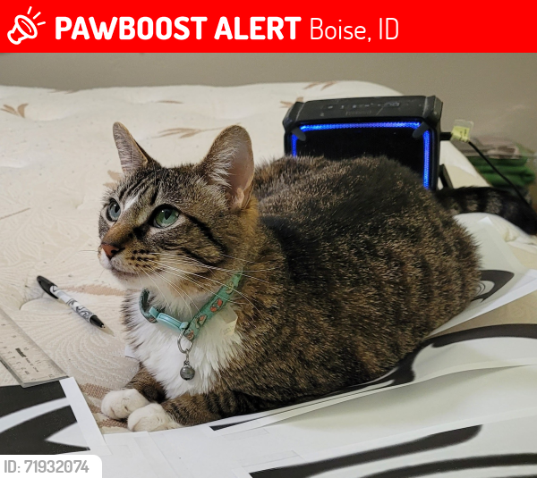 Lost Female Cat last seen Cole Rd & Amity, Boise, ID 83709