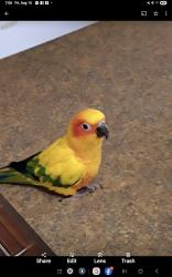 Lost Female Bird last seen Main street manor,pa. Right near the playground, Manor, PA 15692