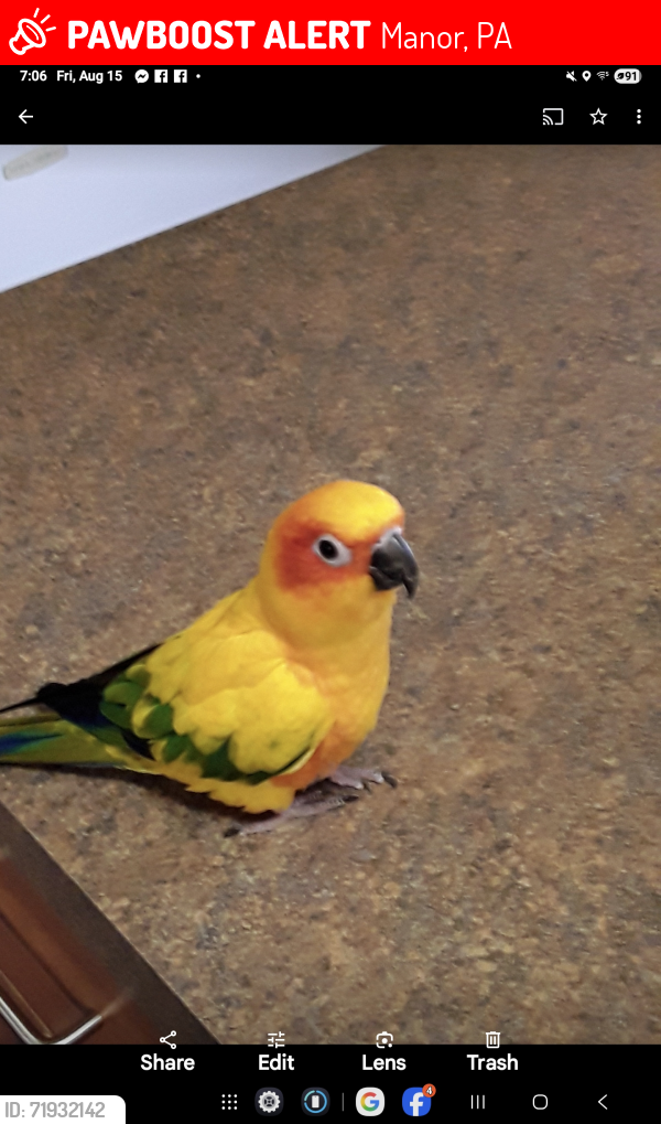 Lost Female Bird last seen Main street manor,pa. Right near the playground, Manor, PA 15692