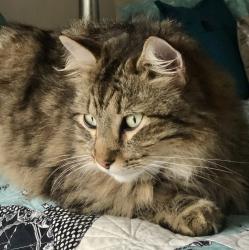 Lost Male Cat last seen Latrium Circle North, Sawgrass, FL 32082
