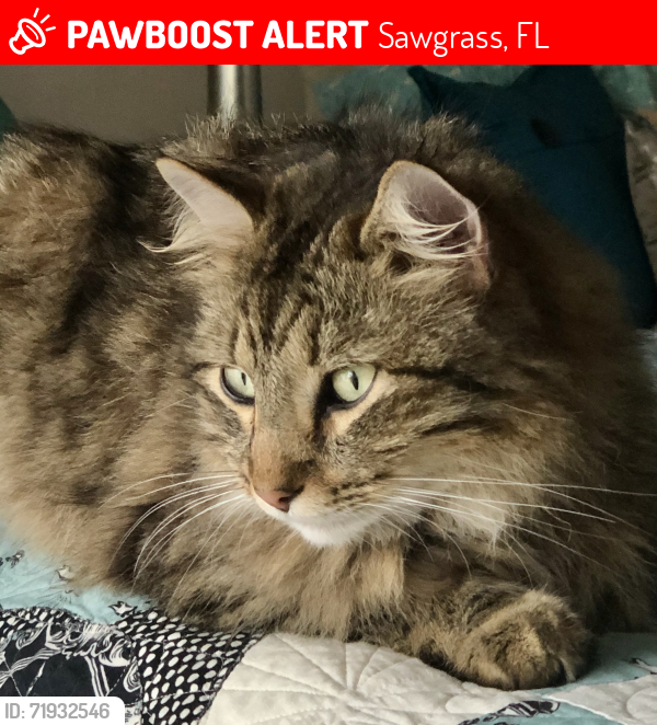 Lost Male Cat last seen Latrium Circle North, Sawgrass, FL 32082
