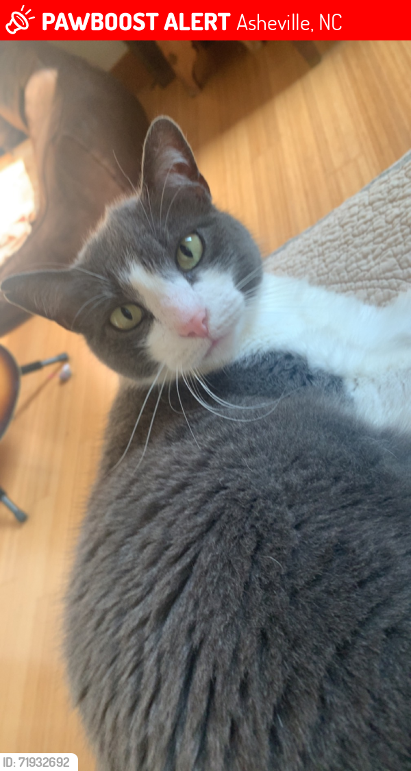 Lost Female Cat last seen Bull Creek Rd, Asheville, NC 28805
