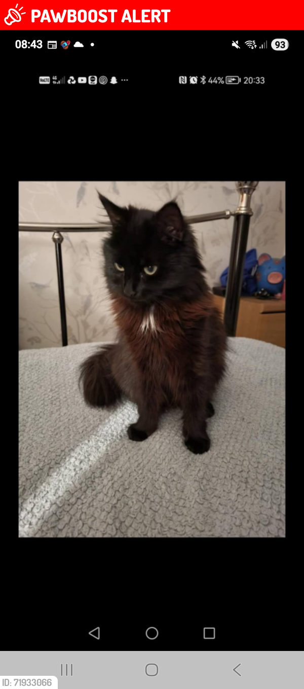 Lost Female Cat last seen Ipswich, Suffolk, England IP1 5QG