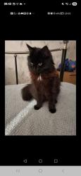 Lost Female Cat last seen Ipswich, Suffolk, England IP1 5QG