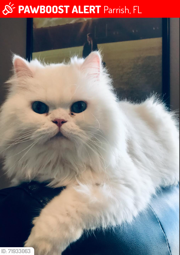 Lost Male Cat last seen Near 58th St. Cir. E., Parrish, FL 34219