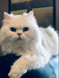Lost Male Cat last seen Near 58th St. Cir. E., Parrish, FL 34219
