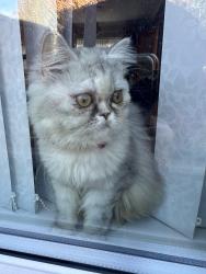 Lost Female Cat last seen Bradford Road BD18 , West Yorkshire, England BD18