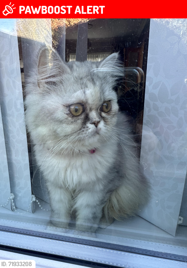 Lost Female Cat last seen Bradford Road BD18 , West Yorkshire, England BD18