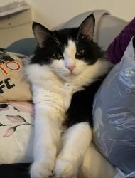 Lost Male Cat last seen El Segundo & Hawthorne Blvd near Hawthorne Police Department, Hawthorne, CA 90250