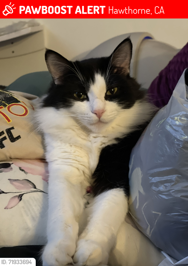 Lost Male Cat last seen El Segundo & Hawthorne Blvd near Hawthorne Police Department, Hawthorne, CA 90250