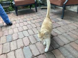 Lost Male Cat last seen Washington/Donner/Sugarfoot, Las Vegas, NV 89107