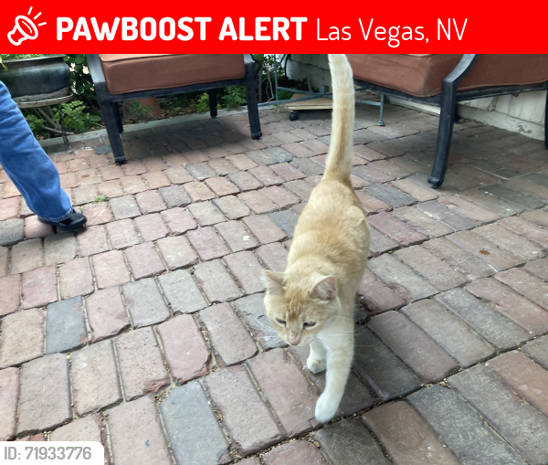 Lost Male Cat last seen Washington/Donner/Sugarfoot, Las Vegas, NV 89107